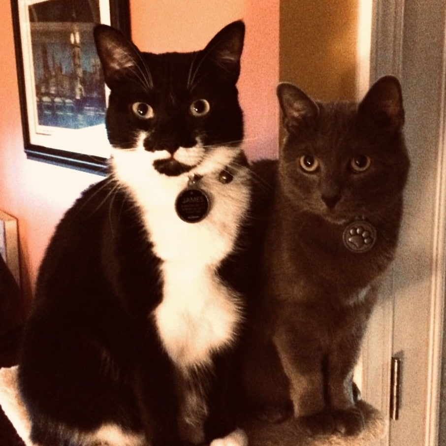 Sacha Cats ref photo square